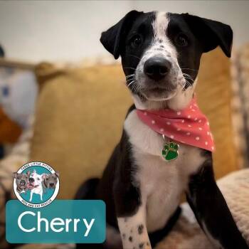 Labrador Retriever and Pointer Dogs Available for Adoption in Friendswood, Texas - Cherry Tomato | PetCurious