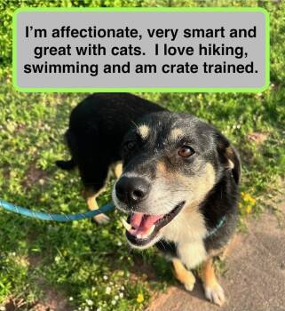 Lucy -  Cattle Dog Dog for Adoption in Spring, Texas - Lucy | PetCurious