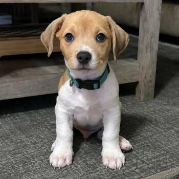 Jenga -  Pit Bull Terrier Dog for Adoption in Fountain Hill, Pennsylvania - Jenga | PetCurious