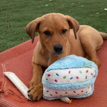 Zena -  Mixed Breed Dog for Adoption in Shorewood, Illinois - Zena | PetCurious