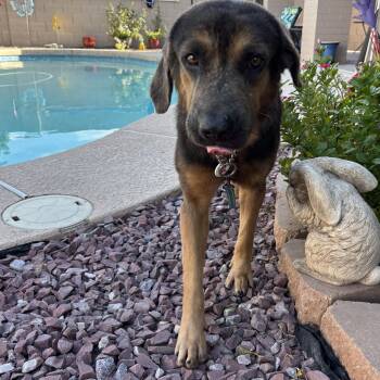 Rescue Shepherd and Coonhound Dogs for Adoption in Phoenix, Arizona - Rex | PetCurious