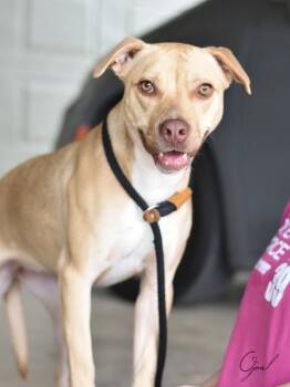 Rescue Pit Bull Terrier and American Staffordshire Terrier Dogs for Adoption in Conroe, Texas - Opal | PetCurious