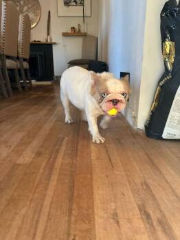 French Bulldog Dogs Available for Adoption - Pippa | PetCurious