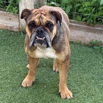 English Bulldog Dogs Available for Adoption in Loxahatchee Groves, Florida - Snickers 9406 | PetCurious