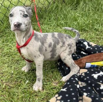 Cyrie -  Labrador Retriever Dog for Adoption in Tarrytown, Georgia - Cyrie | PetCurious