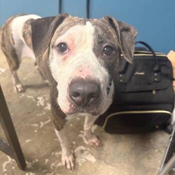 Metro -  Mixed Breed Dog for Adoption in Philadelphia, Pennsylvania - Metro | PetCurious