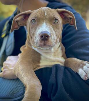 Rescue American Staffordshire Terrier Dogs for Adoption in San Francisco, California - Callista | PetCurious