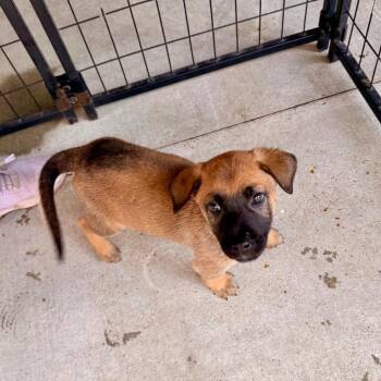 Jolie -  Black Mouth Cur and Mixed Breed Dog for Adoption in Riverwoods, Illinois - Jolie | PetCurious