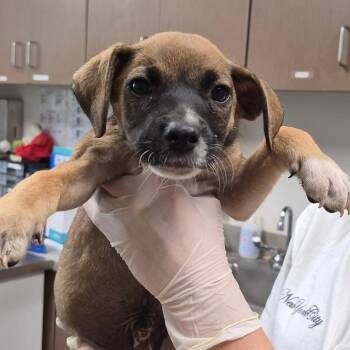 Baja Blast -  Retriever and Mixed Breed Dog for Adoption in Cleveland, Mississippi - Baja Blast | PetCurious