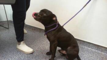 BIG BOY -  Pit Bull Terrier Dog for Adoption in Charlotte, North Carolina - BIG BOY | PetCurious