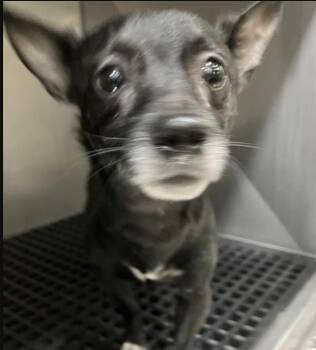 Janitor -  Chihuahua Dog Available for Adoption - Janitor | PetCurious