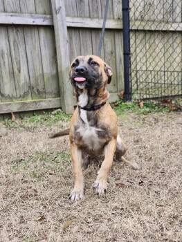 Rescue German Shepherd Dog Dogs for Adoption in Burlington, New Jersey - Lilac | PetCurious