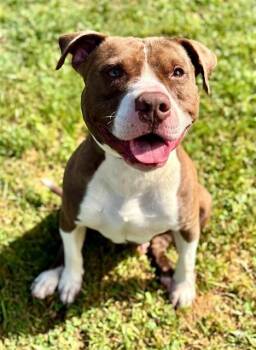 American Staffordshire Terrier and Mixed Breed Dogs Available for Adoption in York, South Carolina - MARCELLUS | PetCurious