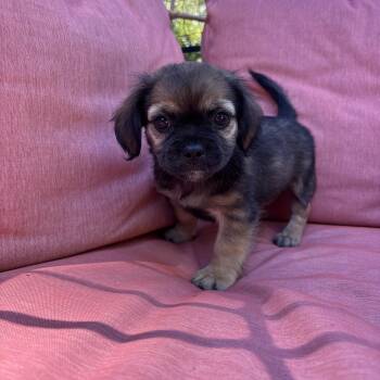 Rusty -  Maltese and Yorkie Poo Dog for Adoption in Redlands, California - Rusty | PetCurious