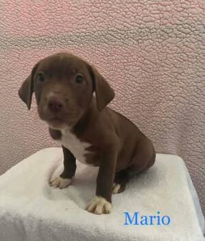 Mixed Breed Dogs Available for Adoption - Mario | PetCurious