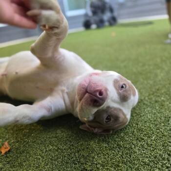 Harper (Queen) -  Pit Bull Terrier Dog for Adoption in Greensboro, North Carolina - Harper (Queen) | PetCurious