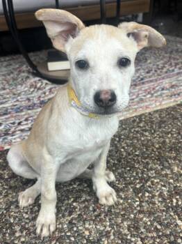 TIDBIT -  Shepherd Dog for Adoption in Broomfield, Colorado - TIDBIT | PetCurious
