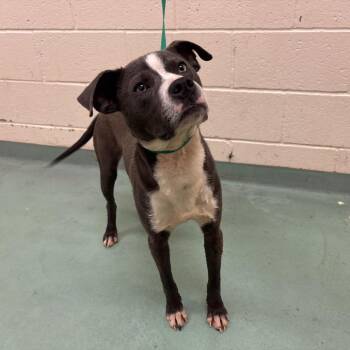 Mixed Breed Dogs Available for Adoption in Memphis, Tennessee - Levy | PetCurious