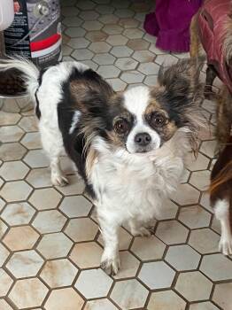 Carlie -  Chihuahua Dog for Adoption in Cleveland, Oklahoma - Carlie | PetCurious