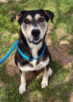 Rescue Shepherd and Mixed Breed Dogs for Adoption in Fort Worth, Texas - Belinda | PetCurious