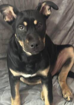 German Shepherd Dog Dogs Available for Adoption - Jade | PetCurious