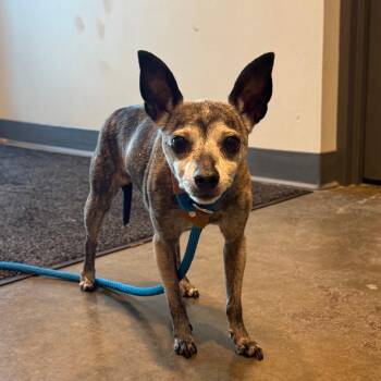 Sassy -  Chihuahua Dog for Adoption in Matteson, Illinois - Sassy | PetCurious