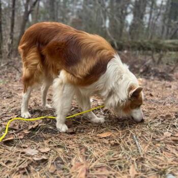 Mixed Breed Dogs Available for Adoption - Cologne | PetCurious