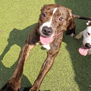 Pit Bull Terrier Dogs Available for Adoption in Hannibal, Missouri - Quinton | PetCurious