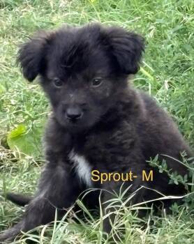 Sprout -  Mixed Breed Dog for Adoption in Monticello, Minnesota - Sprout | PetCurious