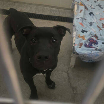 Rescue American Staffordshire Terrier Dogs for Adoption in Apache Junction, Arizona - Sonrisa | PetCurious