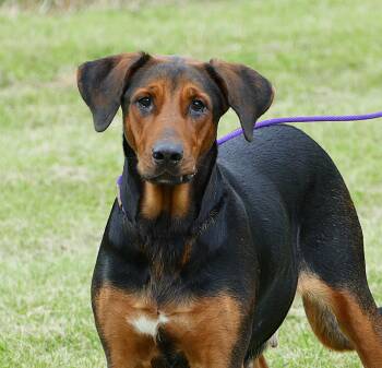 LAINEY -  Black And Tan Coonhound and Mixed Breed Dog for Adoption in Beech Bottom, West Virginia - LAINEY | PetCurious