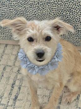 Terrier and Cairn Terrier Dogs Available for Adoption in Newport Beach, California - Sweet Pea | PetCurious