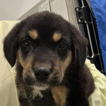 Spaniel Dogs Available for Adoption in Austin, Texas - Crumble Cookie Latte | PetCurious