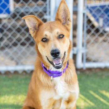 German Shepherd Dog and Labrador Retriever Dogs Available for Adoption - SOPHIA | PetCurious