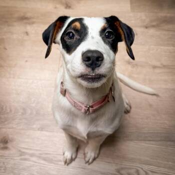 Velma -  Mixed Breed Dog for Adoption in Springboro, Ohio - Velma | PetCurious