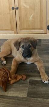 THEA -  Golden Retriever and German Shepherd Dog Dog for Adoption in Newaygo, Michigan - THEA | PetCurious