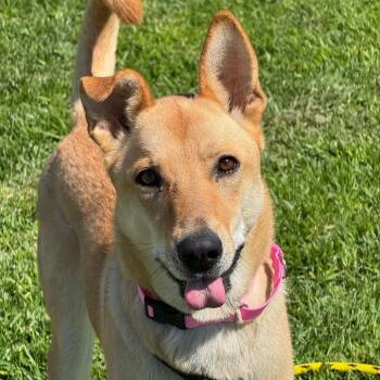 Sora -  Shepherd Dog for Adoption in Goleta, California - Sora | PetCurious