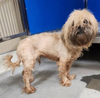 Rescue Mixed Breed Dogs for Adoption in Spokane Valley, Washington - Walt | PetCurious