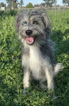 Terrier and Mixed Breed Dogs Available for Adoption - Fenton | PetCurious