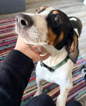 Hound Dogs Available for Adoption - Charlie -Ready To Be Your Best Friend! | PetCurious