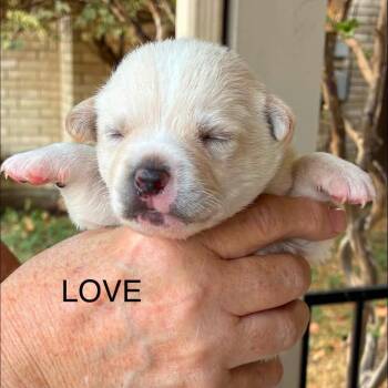 Love -  Chihuahua Dog for Adoption in Allen, Texas - Love | PetCurious