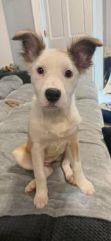 Border Collie Dogs Available for Adoption in Springville, New York - Evelyn | PetCurious