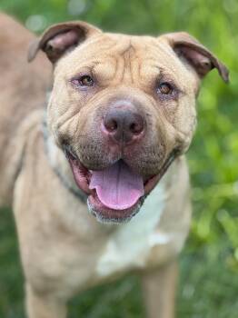 Andi -  Shar Pei and Terrier Dog for Adoption in Anderson, Indiana - Andi | PetCurious