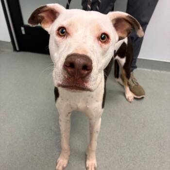 Chavi -  Terrier Dog for Adoption in Abilene, Texas - Chavi | PetCurious