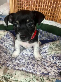 Patches -  Chihuahua Dog for Adoption in Denver, North Carolina - Patches | PetCurious