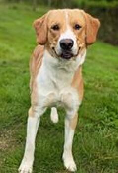 Mixed Breed Dogs Available for Adoption in Cincinnati, Ohio - Butternut | PetCurious