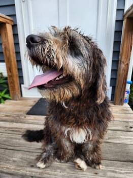 Scottie -  Labradoodle and Basset Hound Dog for Adoption in Coldwater, Michigan - Scottie | PetCurious