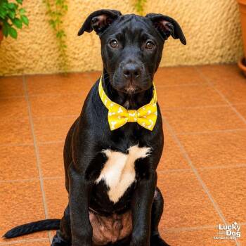 Retriever and Labrador Retriever Dogs Available for Adoption in Washington, District Of Columbia - Lil Loki | PetCurious