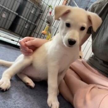 Rescue Mixed Breed Dogs for Adoption in Buffalo, Minnesota - Bae | PetCurious