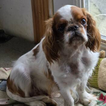 Cavalier King Charles Spaniel Dogs Available for Adoption in Zaleski, Ohio - Bailey | PetCurious